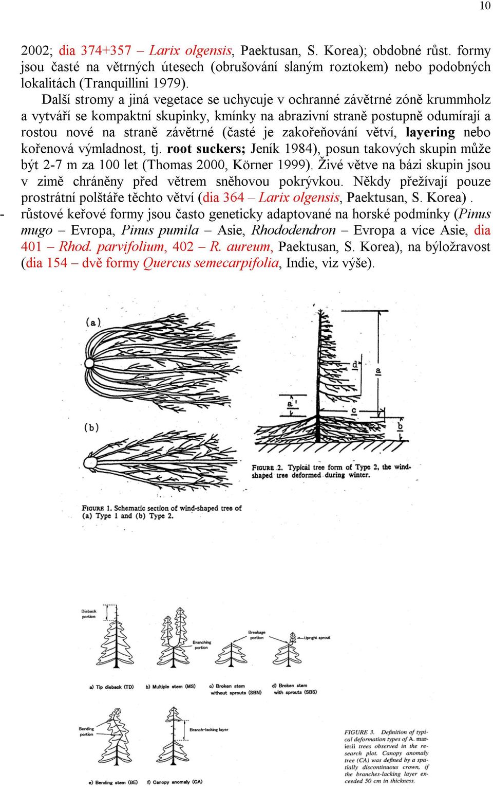 zakořeňování větví, layering nebo kořenová výmladnost, tj. root suckers; Jeník 1984), posun takových skupin může být 2-7 m za 100 let (Thomas 2000, Körner 1999).