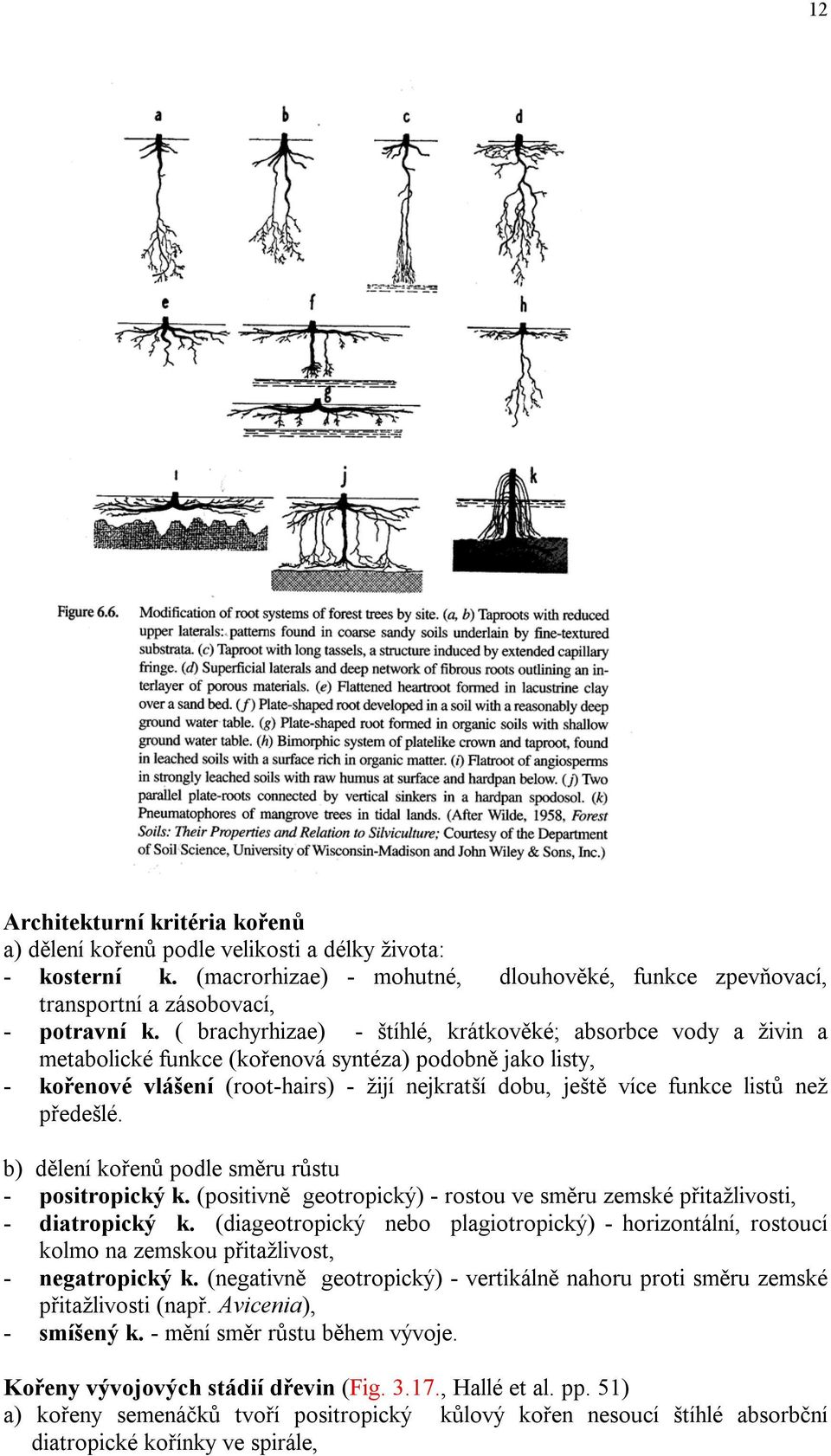 než předešlé. b) dělení kořenů podle směru růstu - positropický k. (positivně geotropický) - rostou ve směru zemské přitažlivosti, - diatropický k.