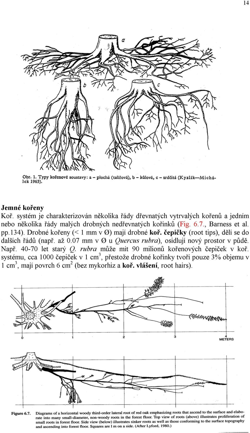 , Barness et al. pp.134). Drobné kořeny (< 1 mm v Ø) mají drobné koř. čepičky (root tips), dělí se do dalších řádů (např. až 0.