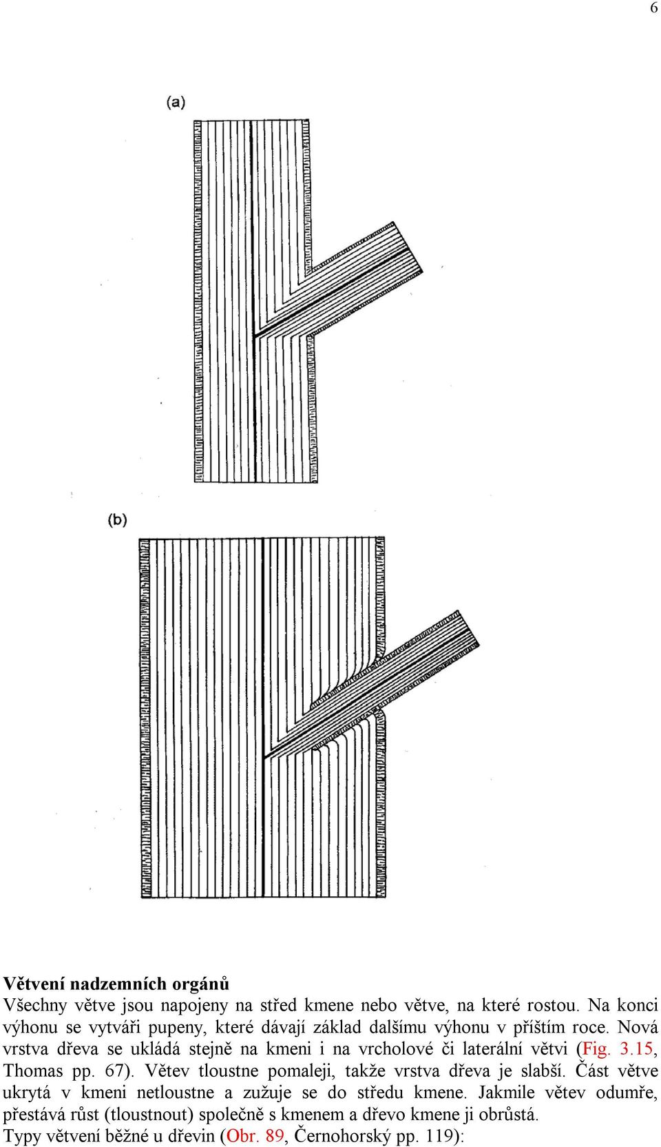 Nová vrstva dřeva se ukládá stejně na kmeni i na vrcholové či laterální větvi (Fig. 3.15, Thomas pp. 67).