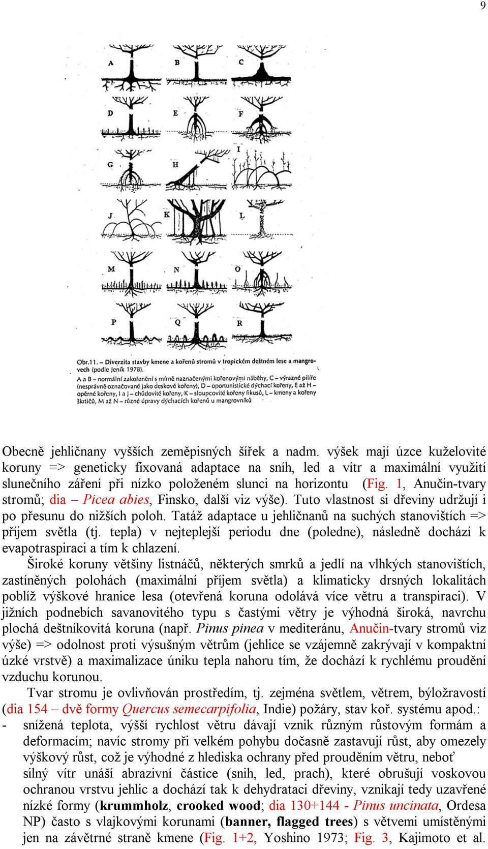 1, Anučin-tvary stromů; dia Picea abies, Finsko, další viz výše). Tuto vlastnost si dřeviny udržují i po přesunu do nižších poloh.