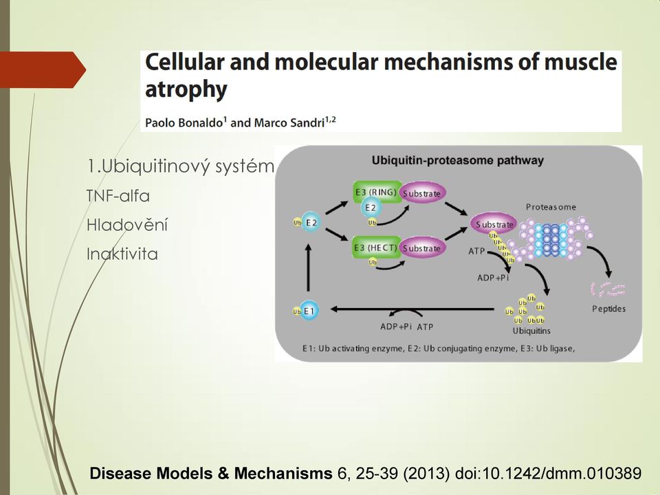 Disease Models & Mechanisms