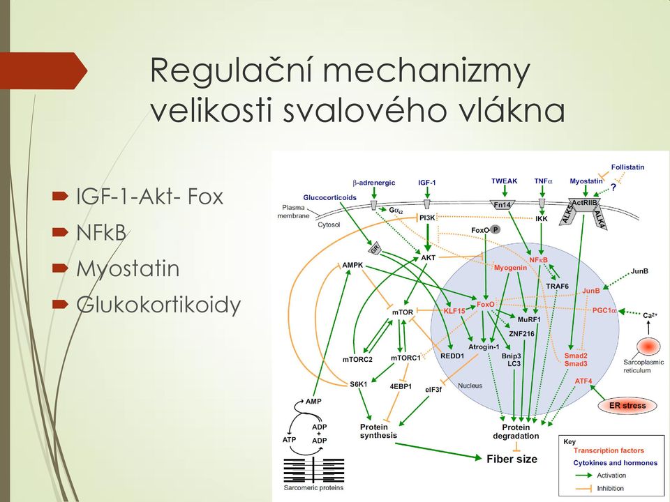 vlákna IGF-1-Akt- Fox