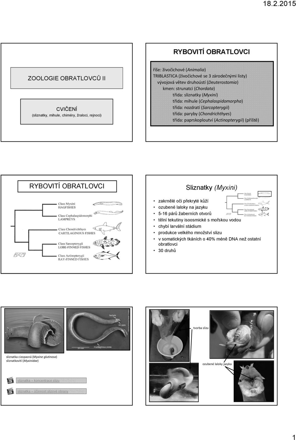 (Actinopterygii) (příště) RYBOVITÍ OBRATLOVCI Sliznatky (Myxini) zakrnělé oči překryté kůží ozubené laloky na jazyku 5-16 párů žaberních otvorů tělní tekutiny isoosmické s mořskou vodou chybí