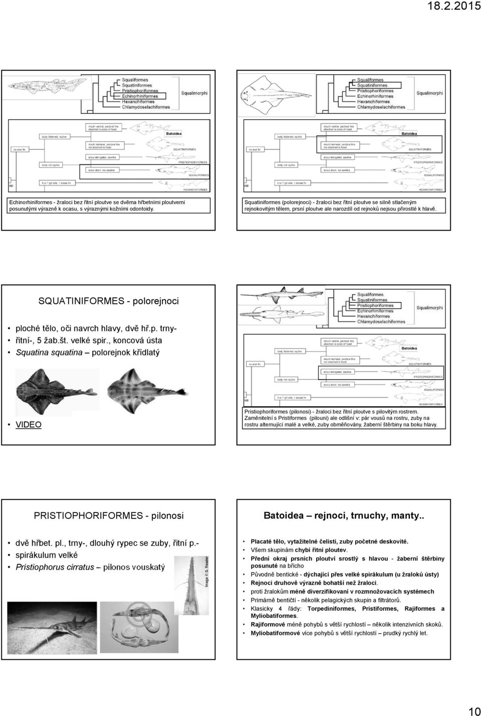 SQUATINIFORMES - polorejnoci ploché tělo, oči navrch hlavy, dvě hř.p. trny- řitní-, 5 žab.št. velké spir.