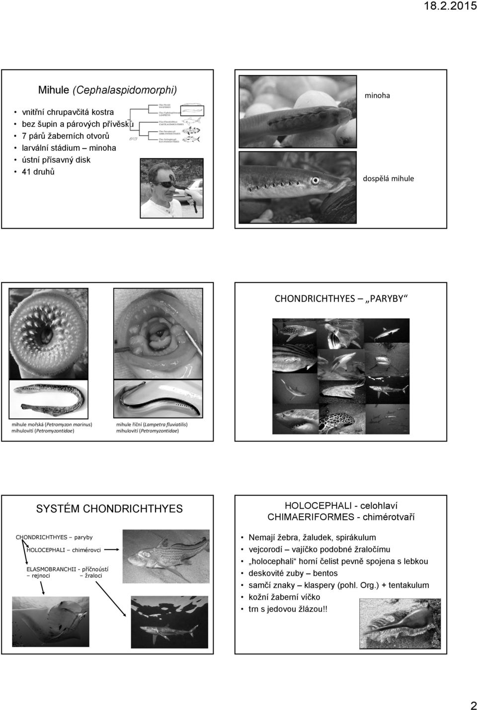 CHONDRICHTHYES paryby HOLOCEPHALI chimérovci ELASMOBRANCHII - příčnoústí rejnoci žraloci HOLOCEPHALI - celohlaví CHIMAERIFORMES - chimérotvaří Nemají žebra, žaludek, spirákulum