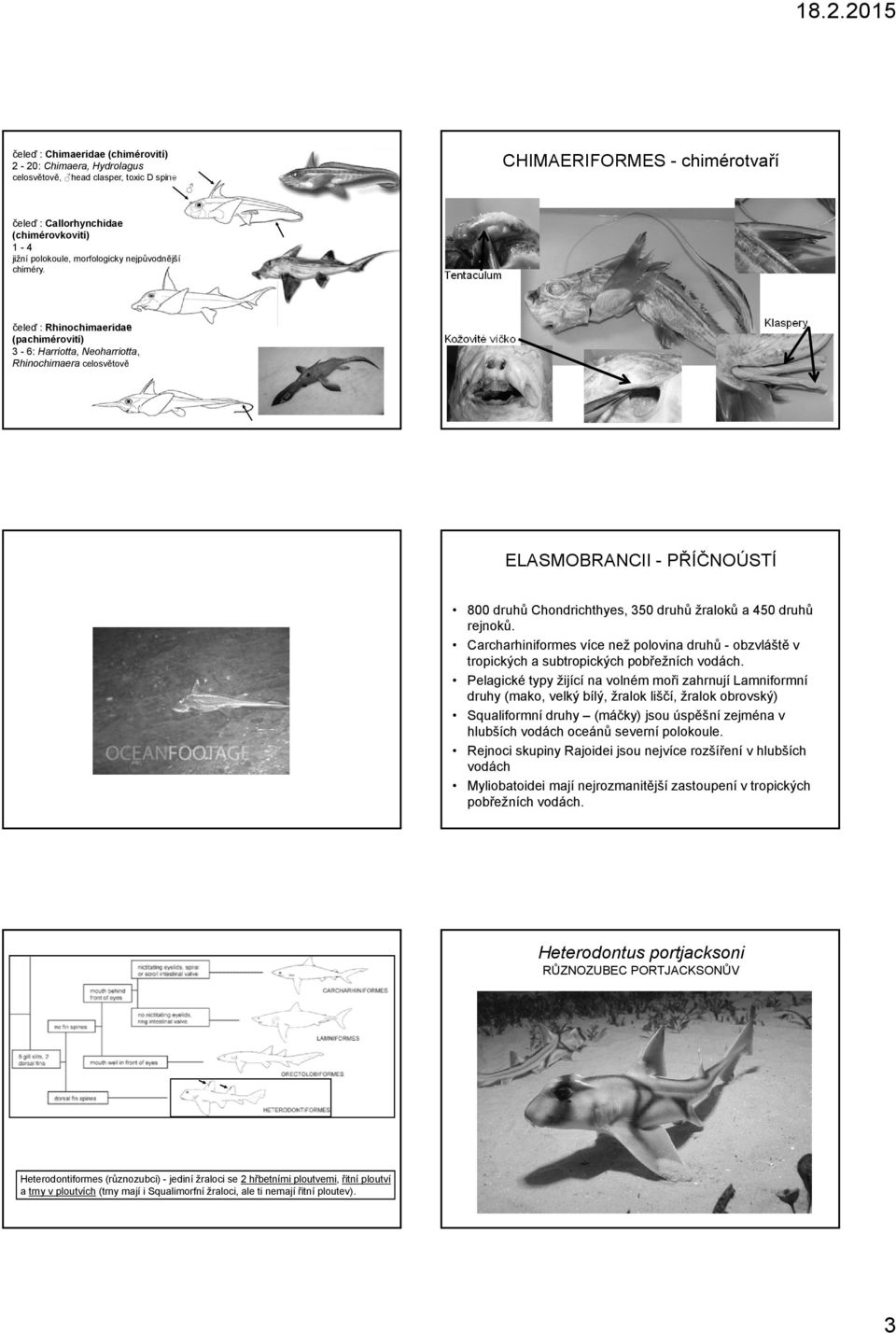 Tentaculum čeleď : Rhinochimaeridae (pachimérovití) 3-6: Harriotta, Neoharriotta, Rhinochimaera celosvětově Kožovité víčko Klaspery ELASMOBRANCII - PŘÍČNOÚSTÍ 800 druhů Chondrichthyes, 350 druhů