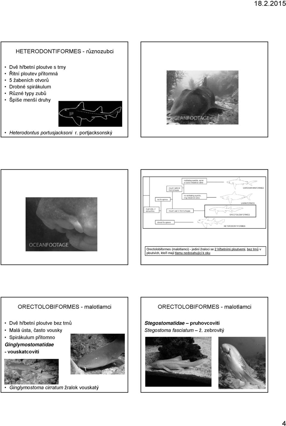 portjacksonský Orectolobiformes (malotlamci) - jediní žraloci se 2 hřbetními ploutvemi, bez trnů v ploutvích, kteří mají tlamu nedosahující k oku