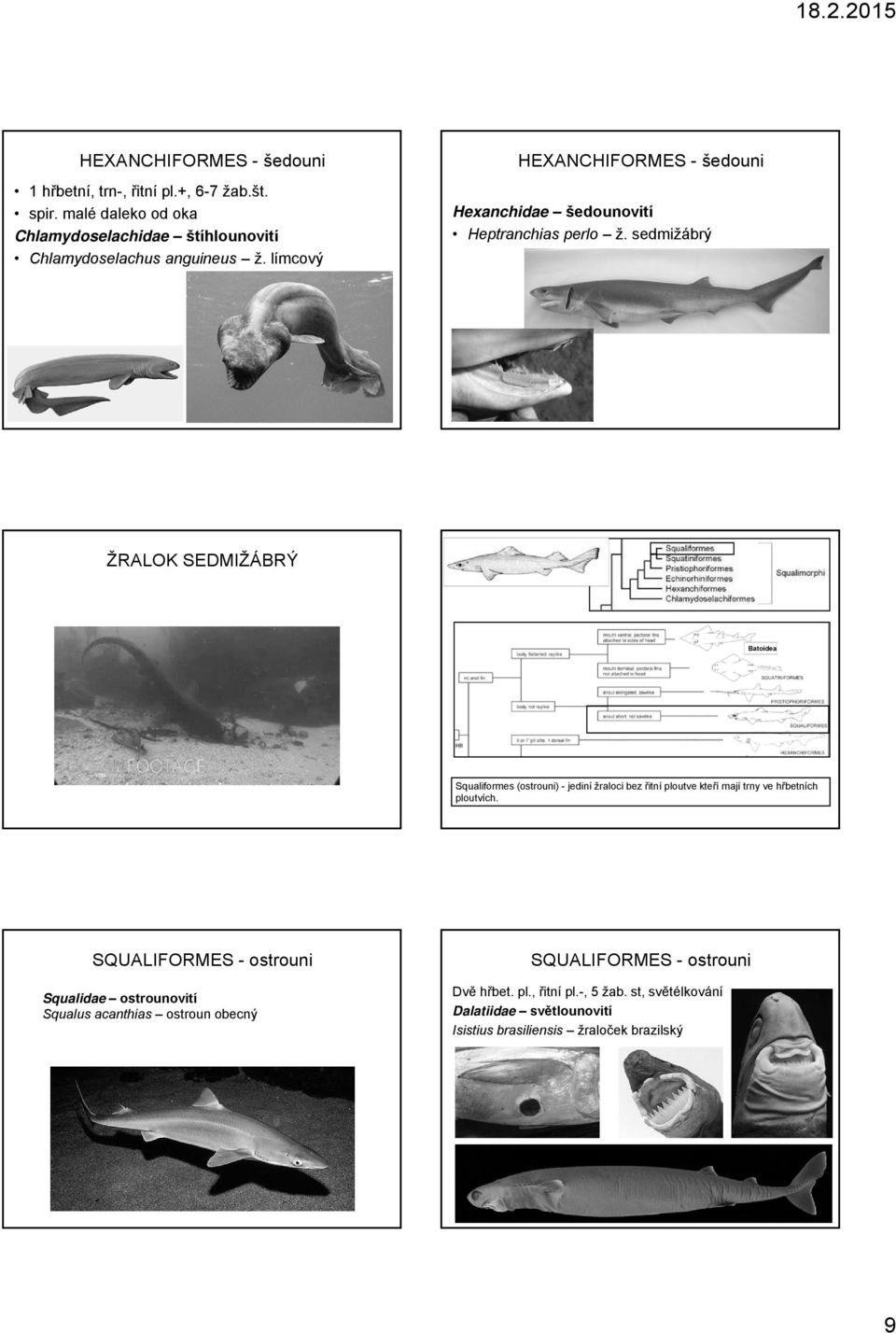 sedmižábrý ŽRALOK SEDMIŽÁBRÝ Batoidea Squaliformes (ostrouni) - jediní žraloci bez řitní ploutve kteří mají trny ve hřbetních ploutvích.