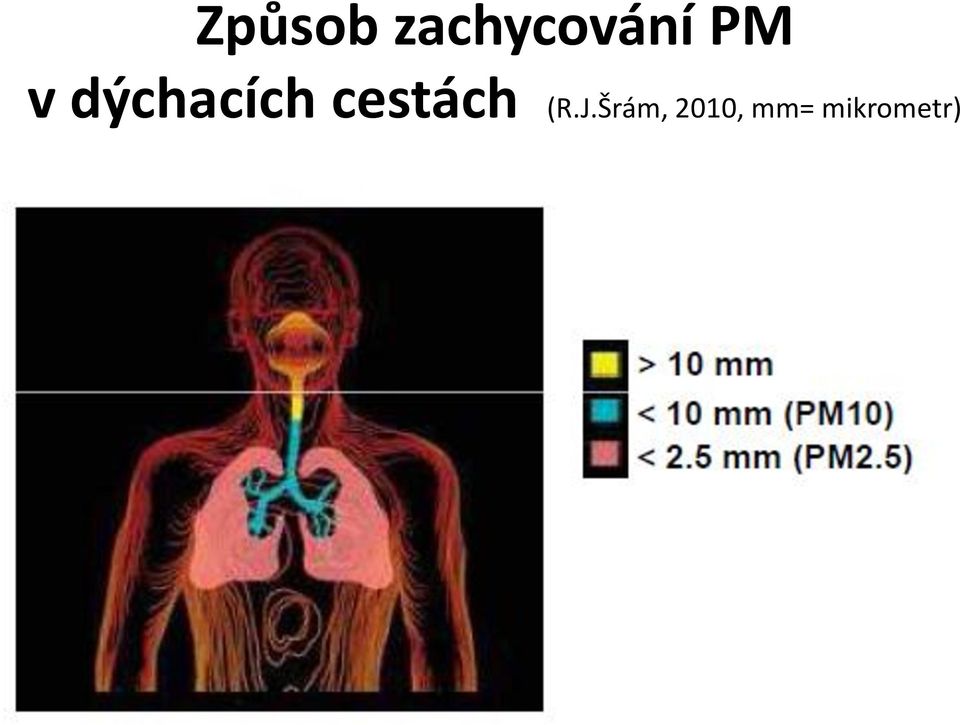 cestách (R.J.