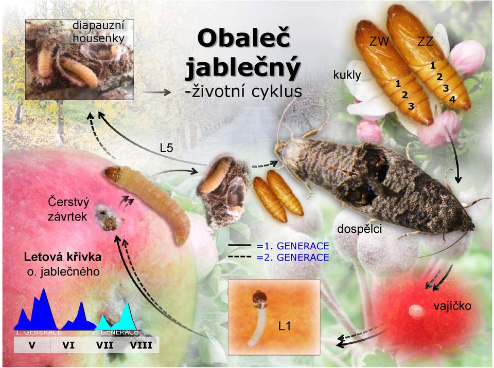 Letová křivka o. jablečného =1. GENERACE =2.