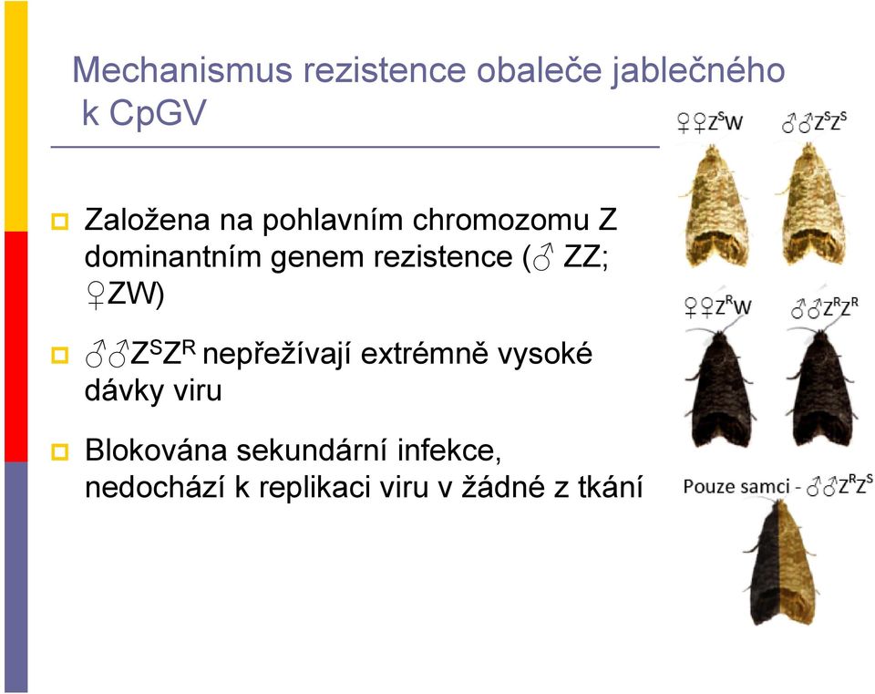 ZW) Z S Z R nepřežívají extrémně vysoké dávky viru Blokována