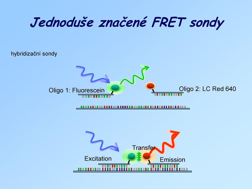 Fluorescein Oligo 2: LC Red