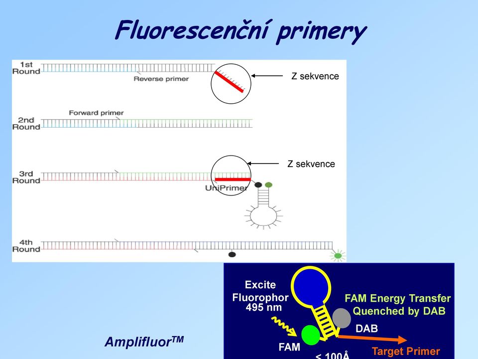 Fluorophor 495 nm FAM FAM Energy