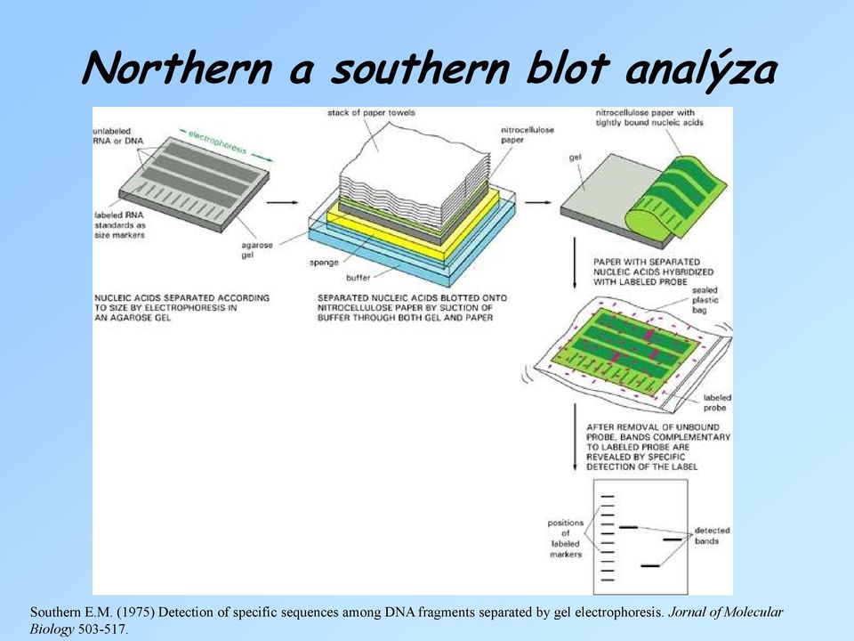 among DNA fragments separated by gel