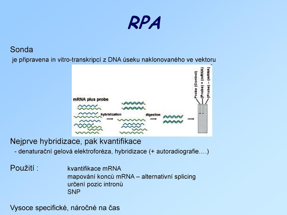 elektroforéza, hybridizace (+ autoradiografie.