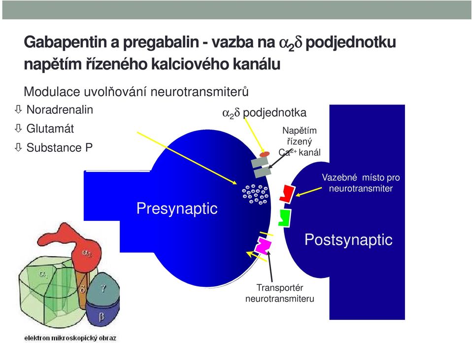 Glutamát Substance P α 2 δ podjednotka Napětím řízený Ca 2+ kanál