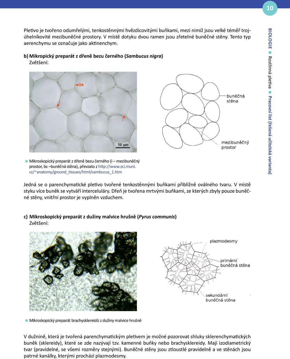 b) Mikropický preparát z dřeně bezu černého (Sambucus nigra) Mikroskopický preparát z dřeně bezu černého (i mezibuněčný prostor, bs buněčná stěna), převzato z http://www.sci.muni.