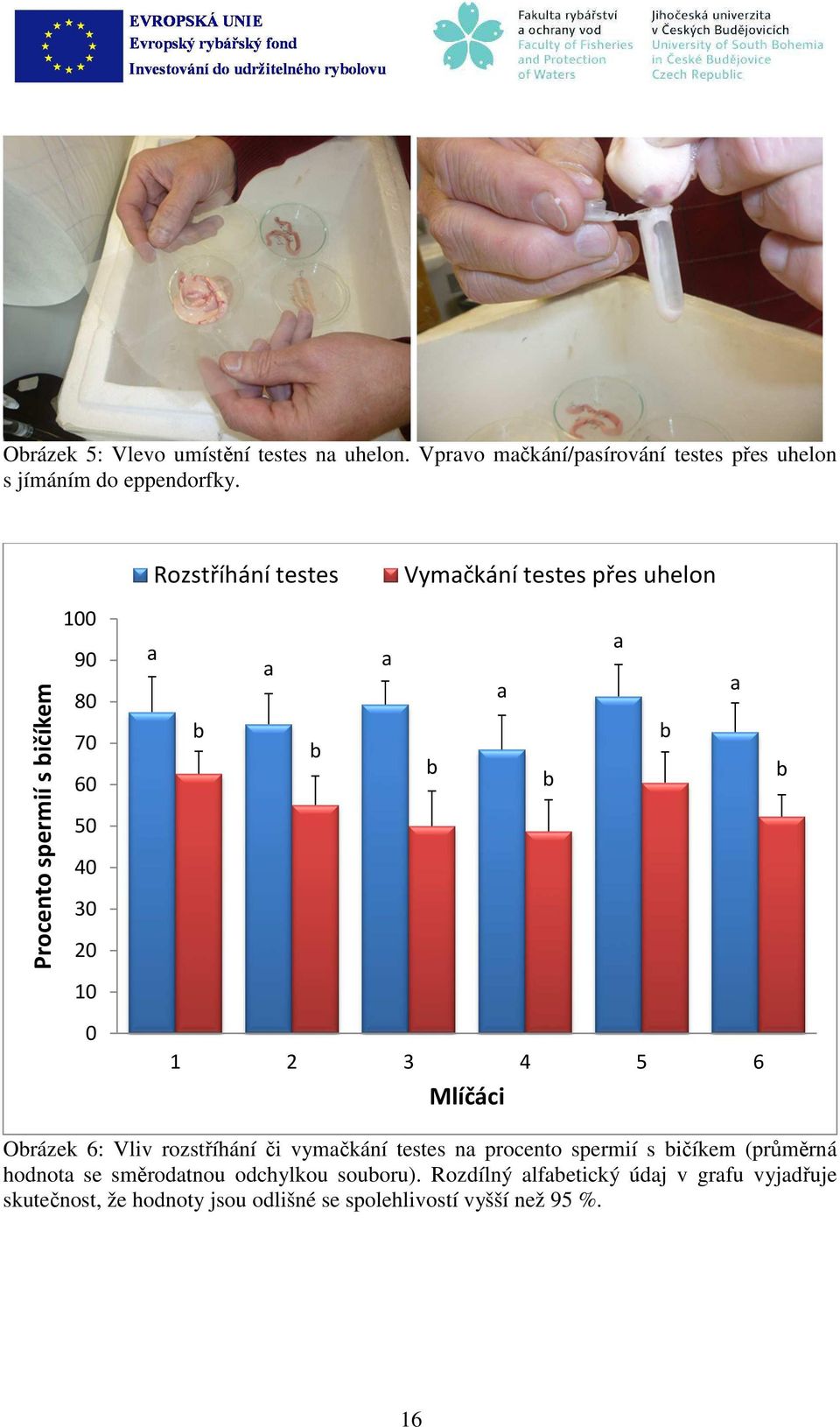 Mlíčáci Orázek 6: Vliv rozstříhání či vymčkání testes n procento spermií s ičíkem (průměrná hodnot se směrodtnou