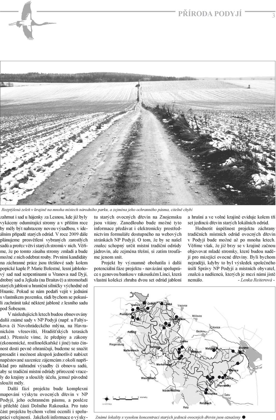 Věříme, že po tomto zásahu stromy zmladí a bude možné z nich odebrat rouby. Prvními kandidáty na záchranné práce jsou třešňové sady kolem popické kaple P.