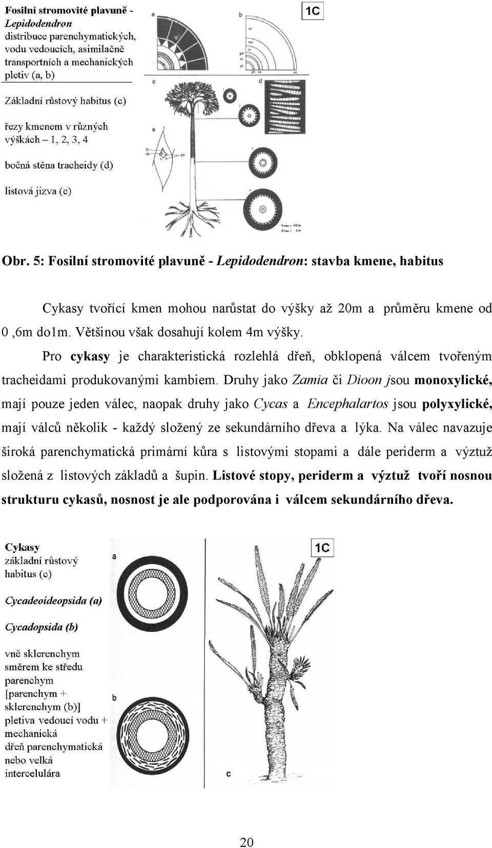 Druhy jako Zamia či Dioon jsou monoxylické, mají pouze jeden válec, naopak druhy jako Cycas a Encephalartos jsou polyxylické, mají válců několik - každý složený ze sekundárního dřeva a