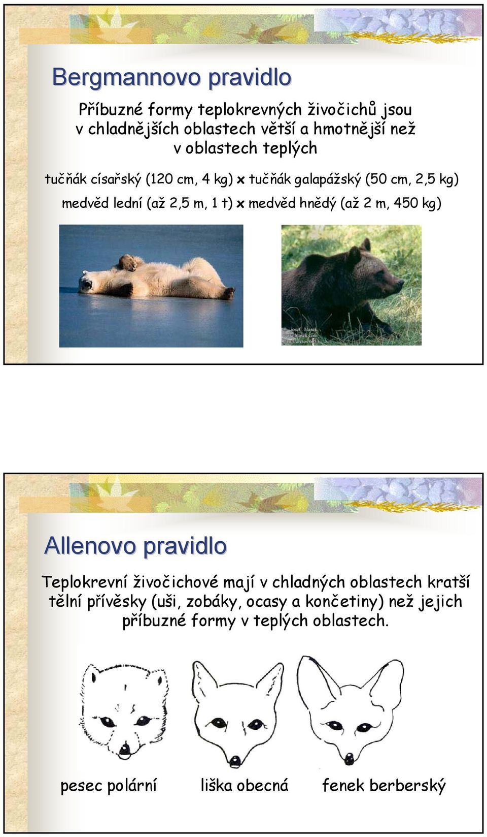 medvěd hnědý (až 2 m, 450 kg) Allenovo pravidlo Teplokrevní živočichové mají v chladných oblastech kratší tělní