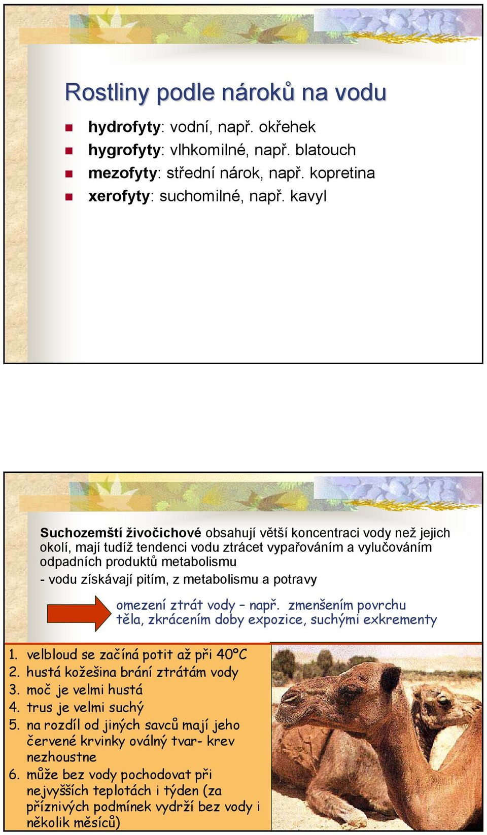 metabolismu a potravy omezení ztrát vody např. zmenšením povrchu těla, zkrácením doby expozice, suchými exkrementy 1. velbloud se začíná potit až při 40ºC 2. hustá kožešina brání ztrátám vody 3.