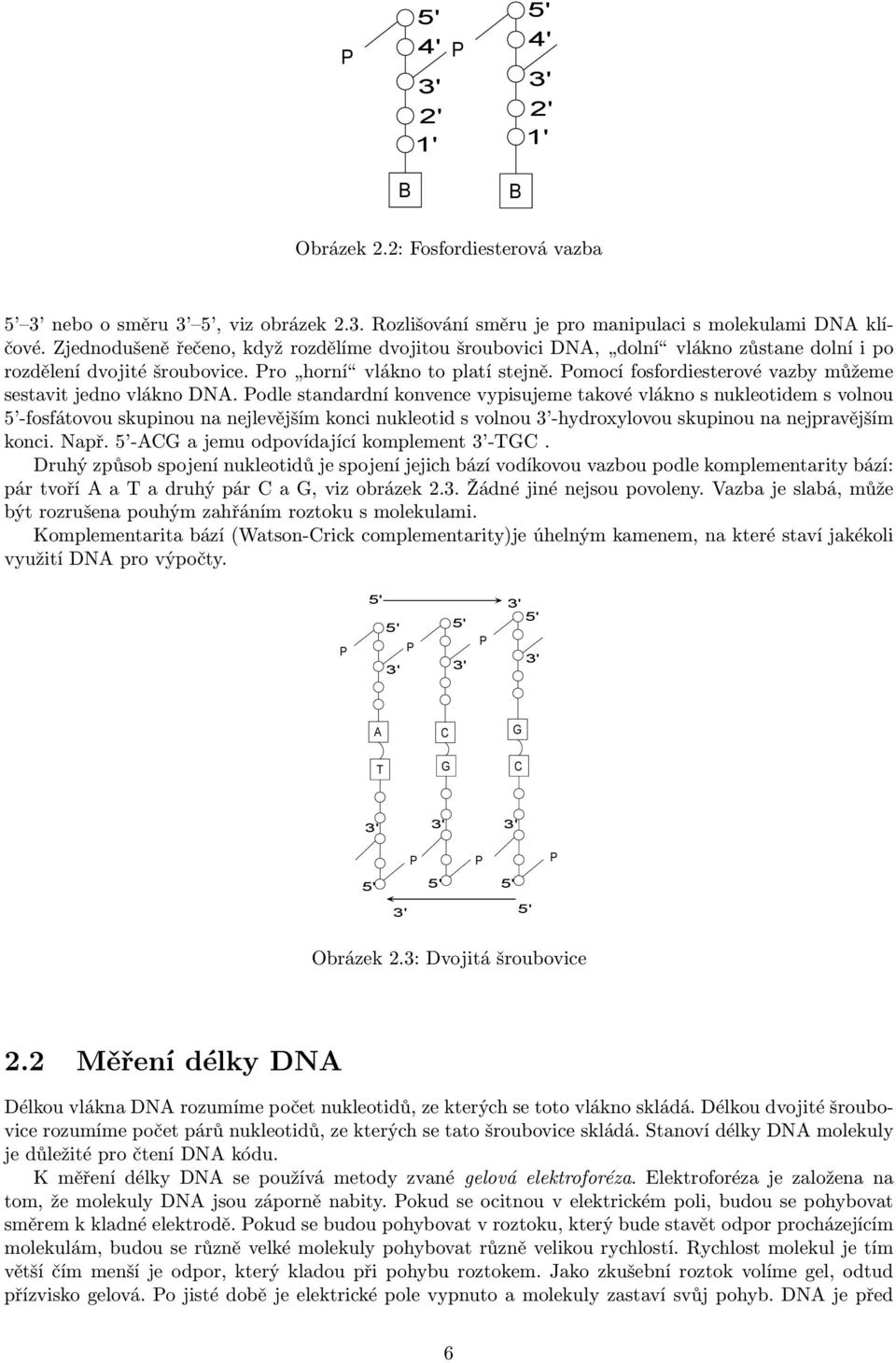 Pomocí fosfordiesterové vazby můžeme sestavit jedno vlákno DNA.