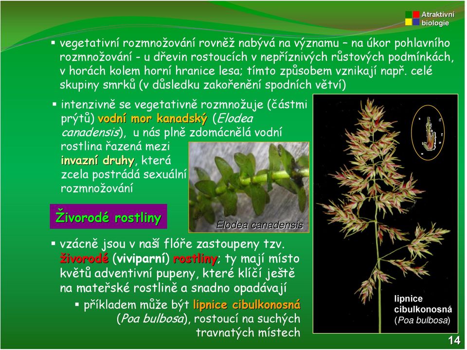mezi invazní druhy, která zcela postrádá sexuální rozmnožování Živorodé rostliny Elodea canadensis vzácně jsou v naší flóře zastoupeny tzv.