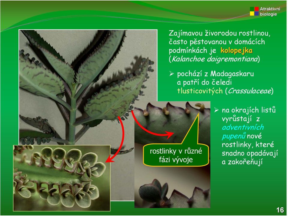 tlusticovitých (Crassulaceae) rostlinky v různé fázi vývoje na okrajích listů