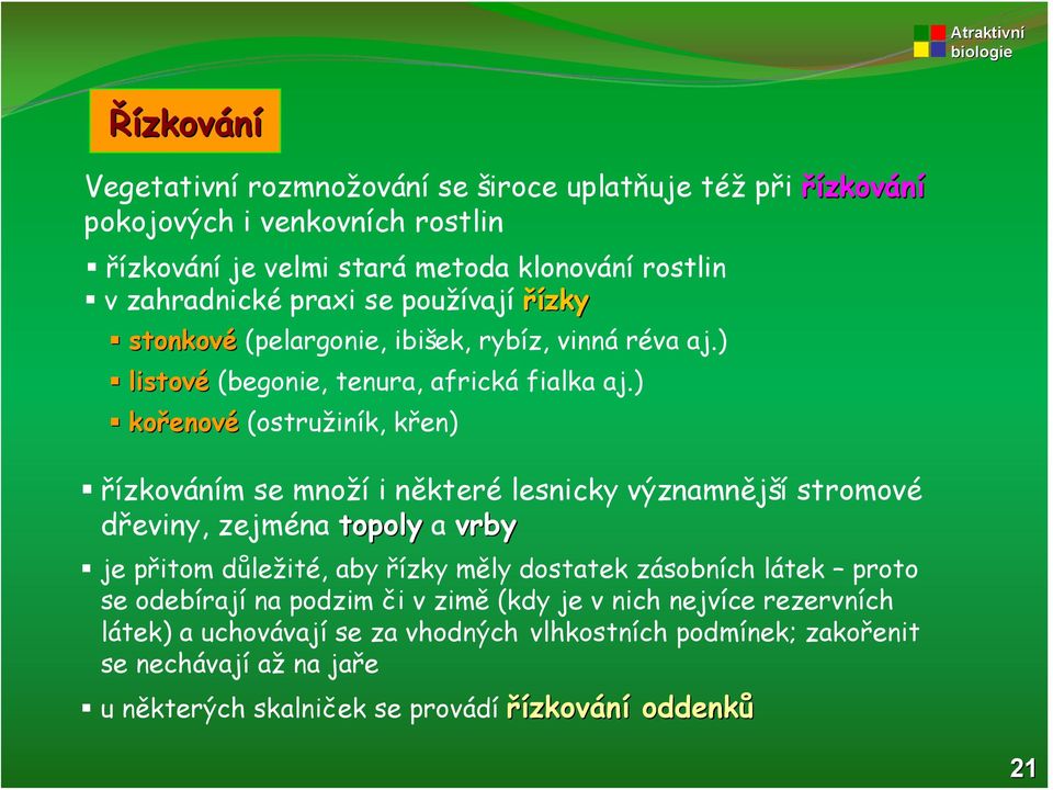 ) kořenov enové (ostružiník, křen) řízkováním se množí i některé lesnicky významnější stromové dřeviny, zejména topoly a vrby je přitom důležité, aby řízky měly dostatek