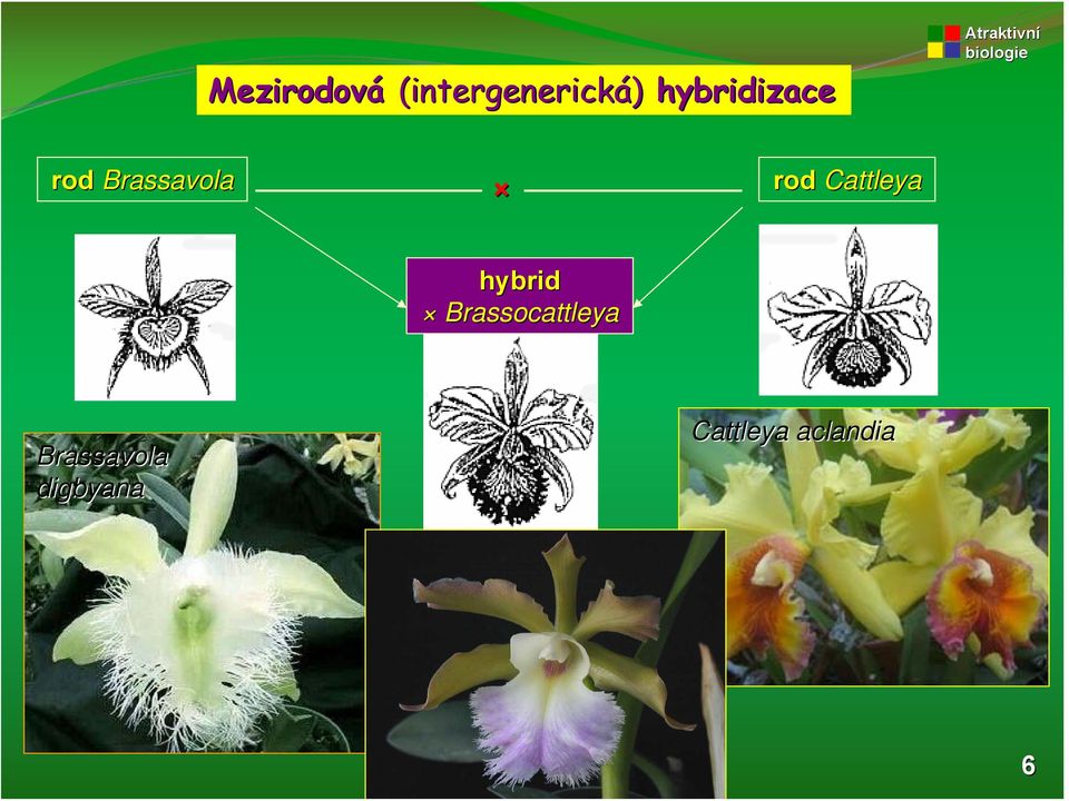 Cattleya hybrid Brassocattleya
