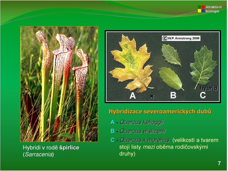 Quercus wislizenii C - Quercus x morehus (velikostí