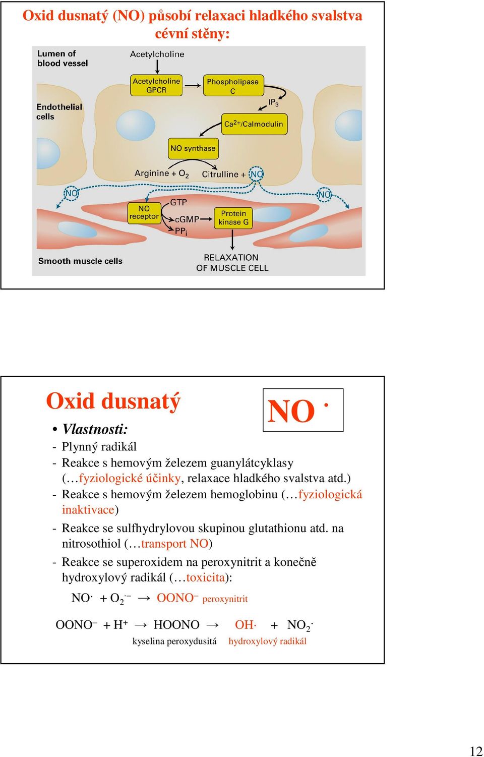 ) - Reakce s hemovým železem hemoglobinu ( fyziologická inaktivace) - Reakce se sulfhydrylovou skupinou glutathionu atd.