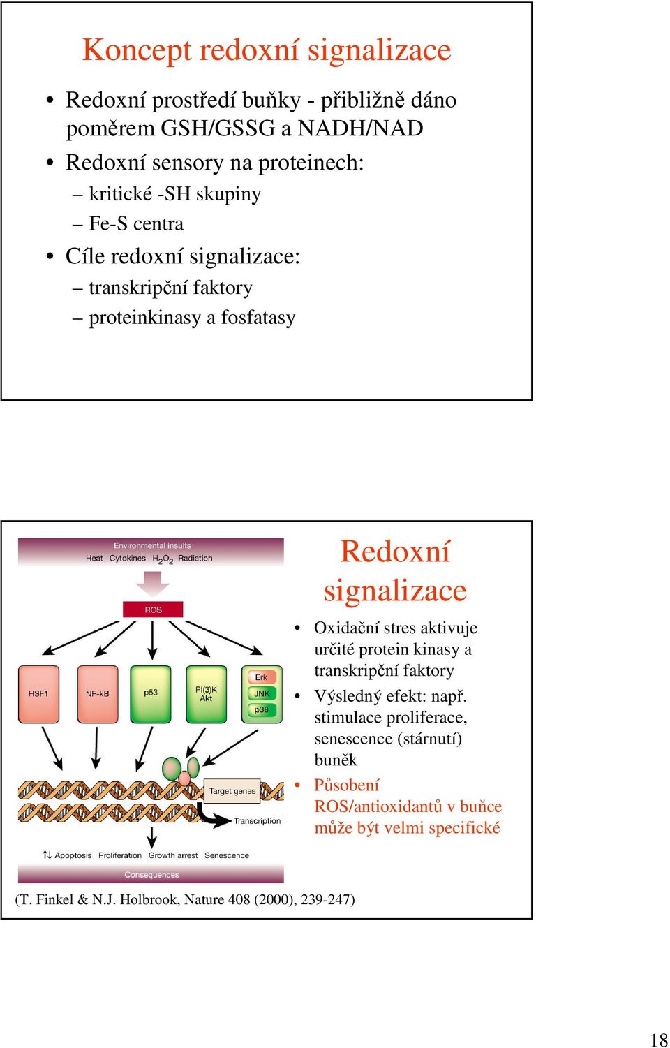 Oxidační stres aktivuje určité protein kinasy a transkripční faktory Výsledný efekt: např.