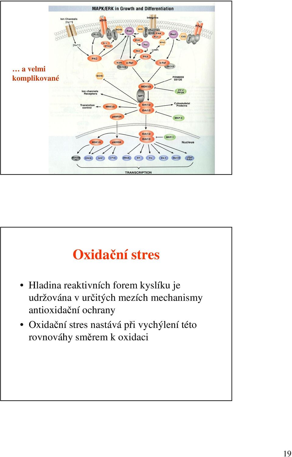 mezích mechanismy antioxidační ochrany Oxidační