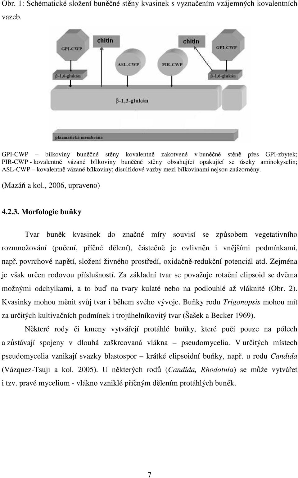 kovalentně vázané bílkoviny; disulfidové vazby mezi bílkovinami nejsou znázorněny. (Mazáň a kol., 2006, upraveno) 4.2.3.