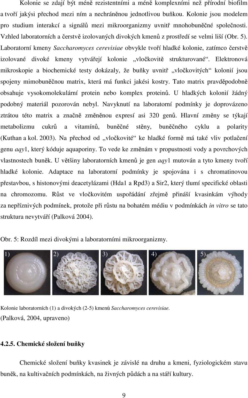Laboratorní kmeny Saccharomyces cerevisiae obvykle tvoří hladké kolonie, zatímco čerstvě izolované divoké kmeny vytvářejí kolonie vločkovitě strukturované.