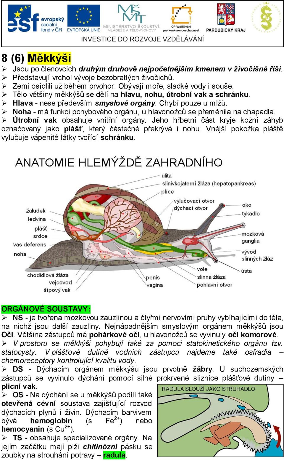 Noha - má funkci pohybového orgánu, u hlavonožců se přeměnila na chapadla. Útrobní vak obsahuje vnitřní orgány.