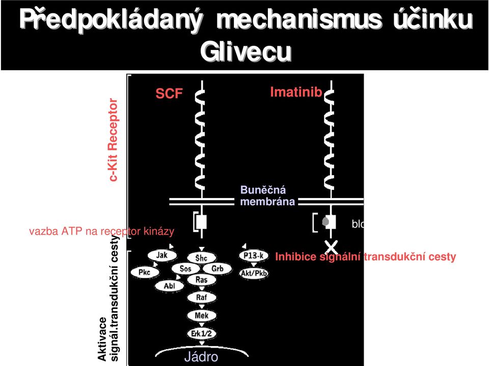 transduk ní cesty c-kit Receptor SCF vazba ATP na