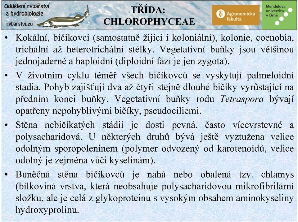 Pohyb zajišťují dva až čtyři stejně dlouhé bičíky vyrůstající na předním konci buňky. Vegetativní buňky rodu Tetraspora bývají opatřeny nepohyblivými bičíky, pseudociliemi.