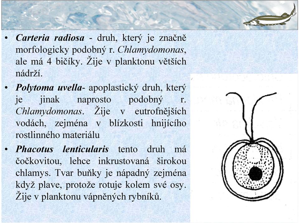 Žije v eutrofnějších vodách, zejména v blízkosti hnijícího rostlinného materiálu Phacotus lenticularis tento druh má