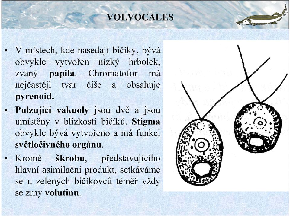 Pulzující vakuoly jsou dvě a jsou umístěny v blízkosti bičíků.
