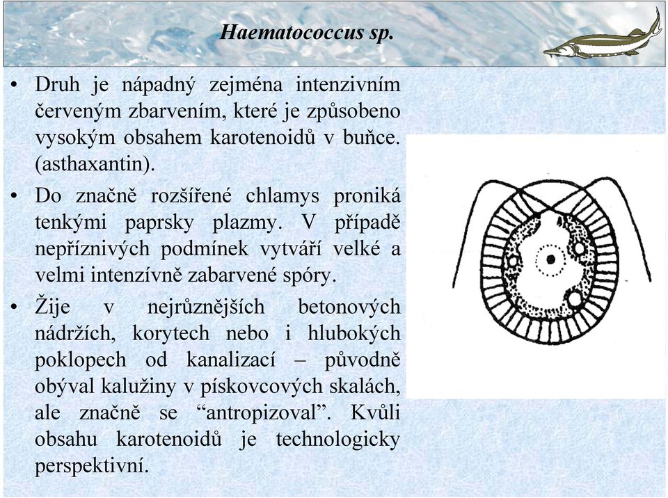 V případě nepříznivých podmínek vytváří velké a velmi intenzívně zabarvené spóry.