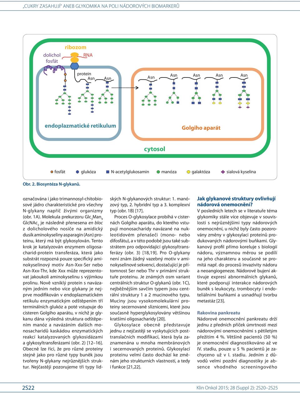 Molekula prekurzoru Glc 3 Man 9 GlcNAc 2 je následně přenesena en bloc z dolicholového nosiče na amidický dusík aminokyseliny asparagin () proteinu, který má být glykosylován.