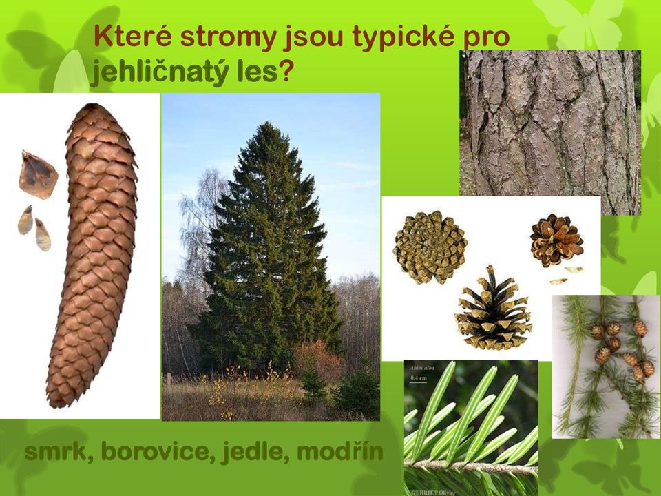 jehličnatý les?