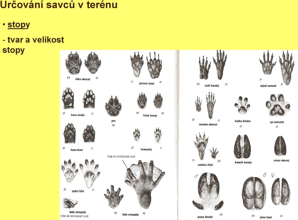 terénu stopy