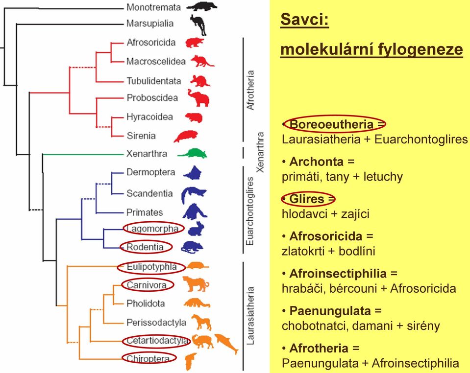 zlatokrti + bodlíni Afroinsectiphilia = hrabáči, bércouni + Afrosoricida