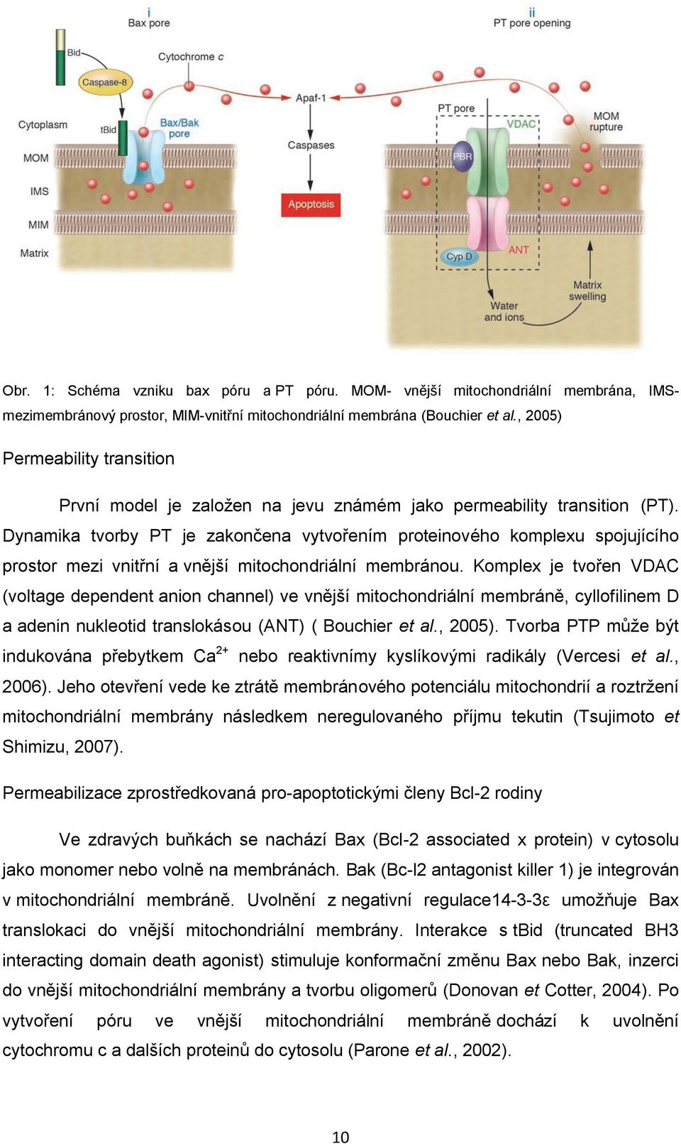 Dynamika tvorby PT je zakončena vytvořením proteinového komplexu spojujícího prostor mezi vnitřní a vnější mitochondriální membránou.