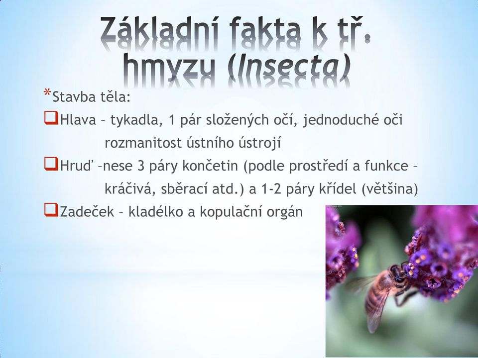 páry končetin (podle prostředí a funkce kráčivá, sběrací